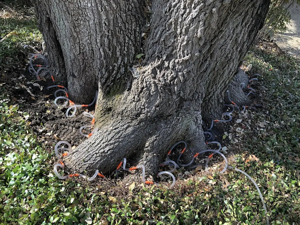 Detailed Tree Cabling and Bracing job site in Anmoore